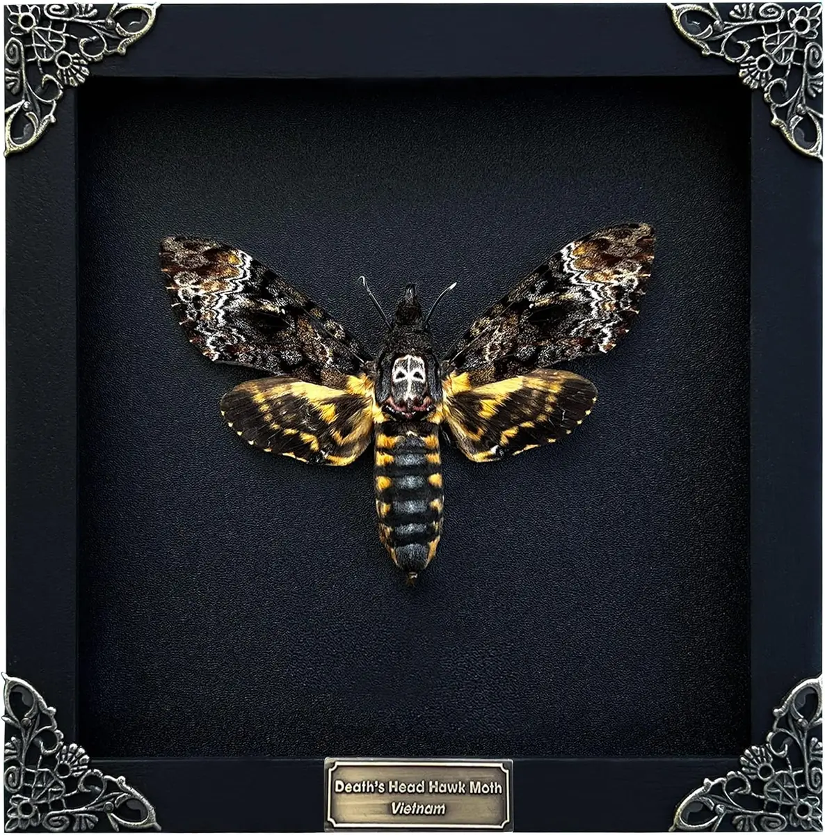 Death Head Moth (Acherontia) Preserved Specimen in Handmade Wooden Shadow Box