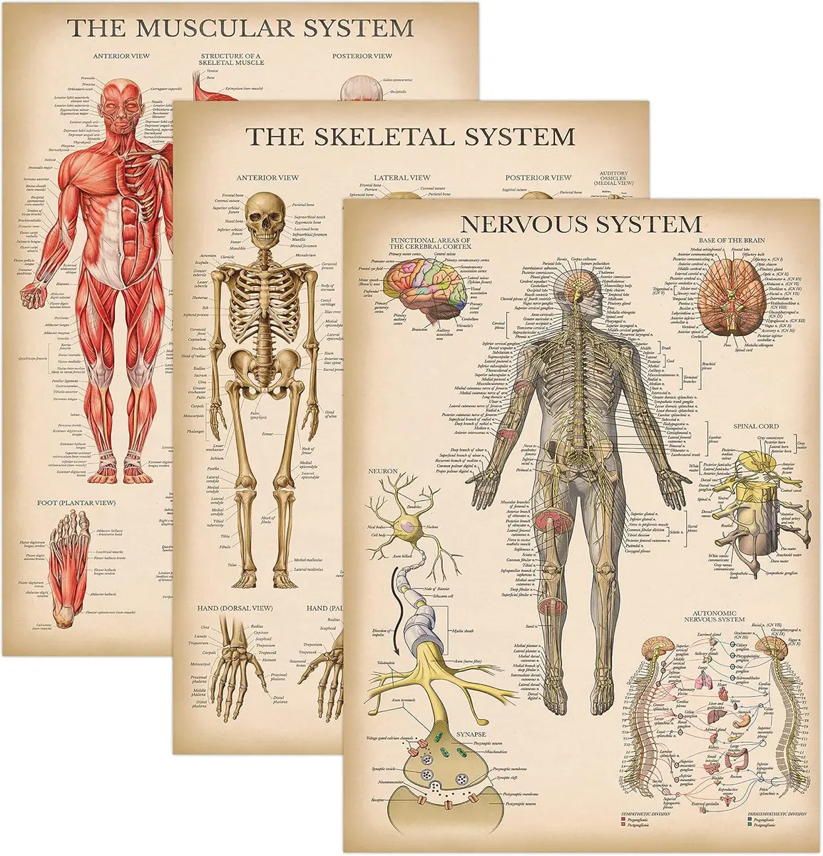 Palace Learning 3-Pack Vintage Anatomy Poster Set — Muscular, Skeletal, and Nervous System Charts, Laminated 18" x 24"