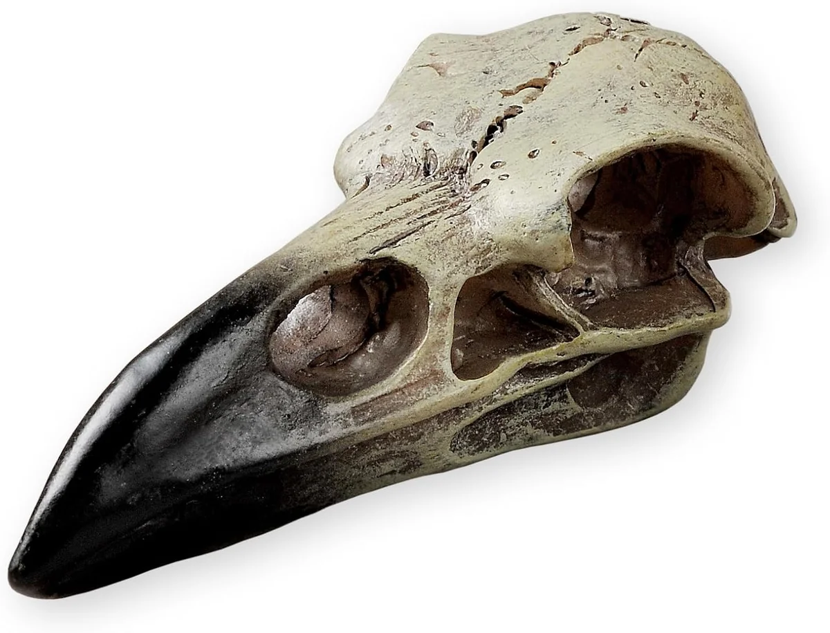 Small faux-bone raven skull decor piece, gothic curio scale