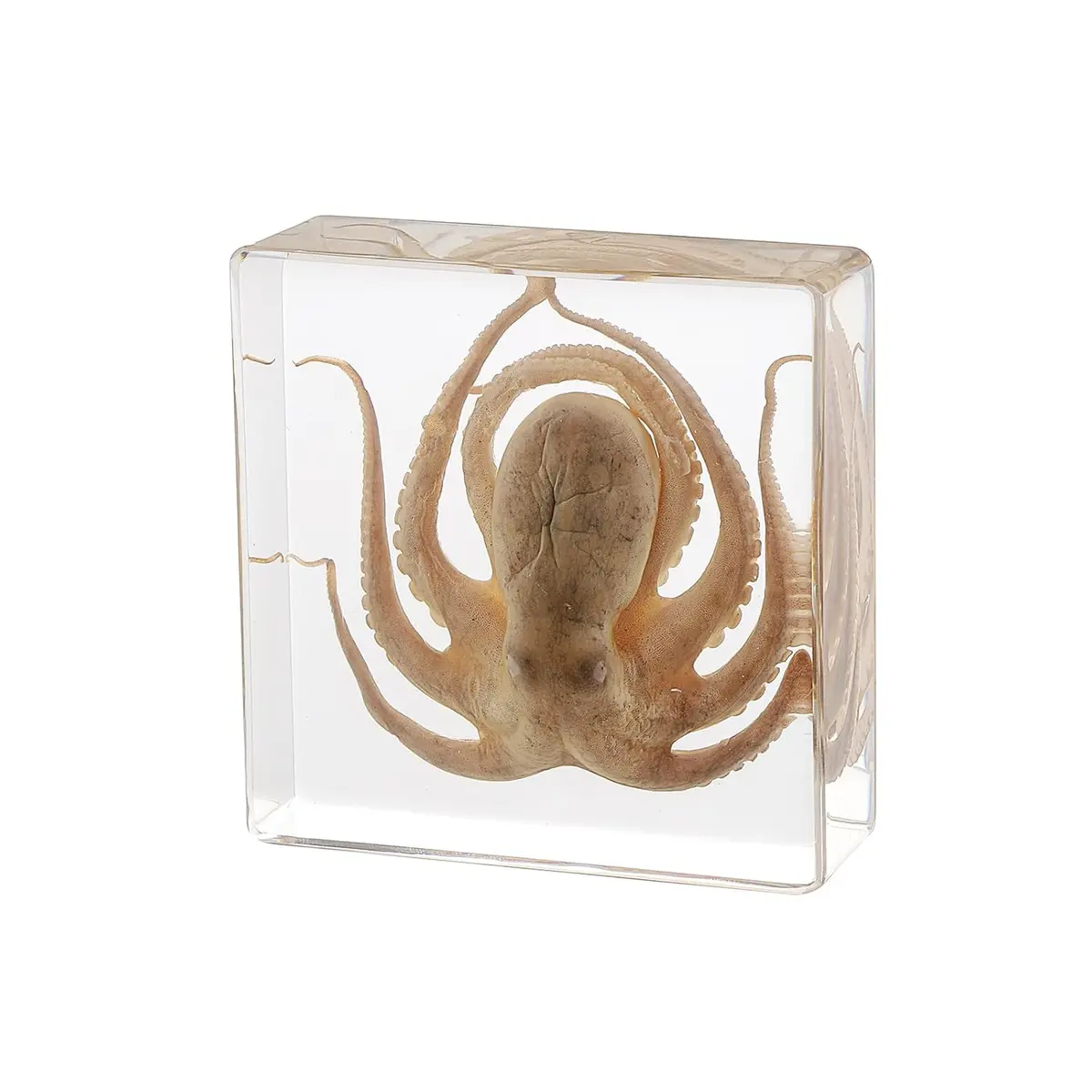 Real Octopus Specimen in Clear Resin, 3 x 3 x 1 Inches